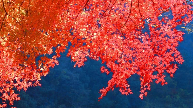 色鮮やかな紅葉、秋
