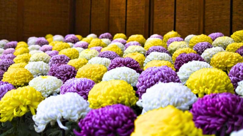 品評会用の菊