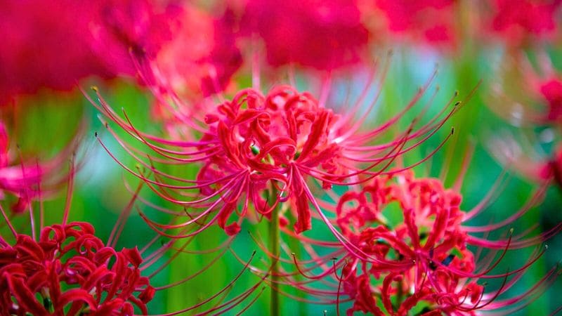 彼岸花・曼珠沙華