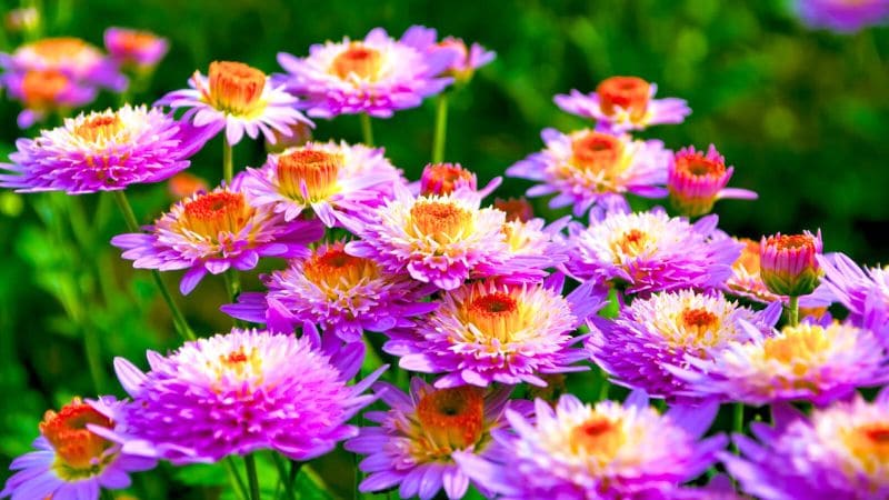紫の珍しい菊