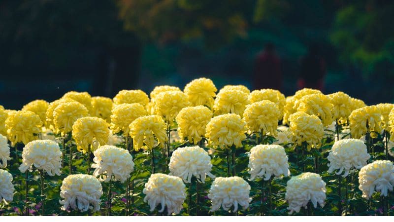 黄色と白の見事な菊